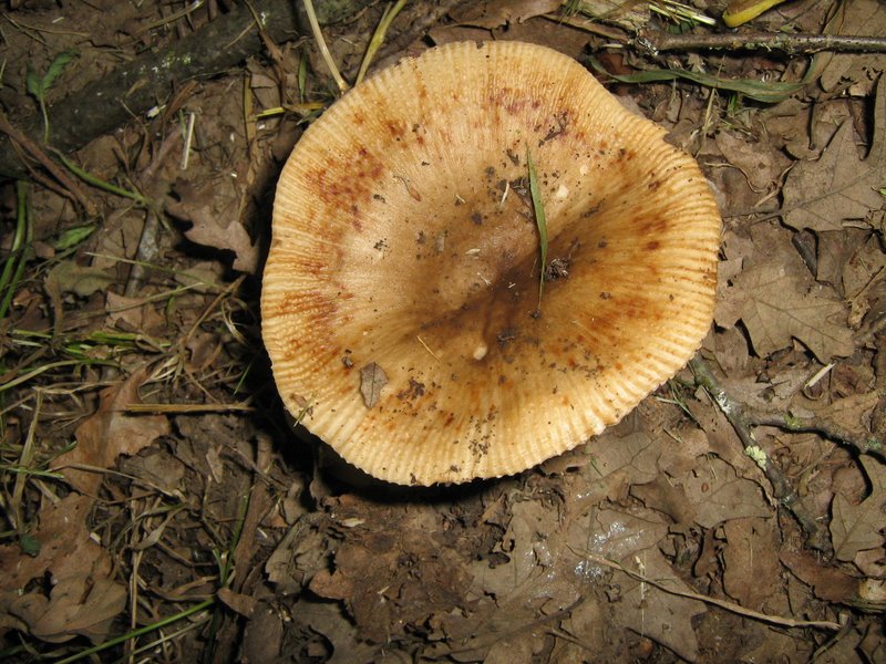 Ancora da Le Piastre (PT)